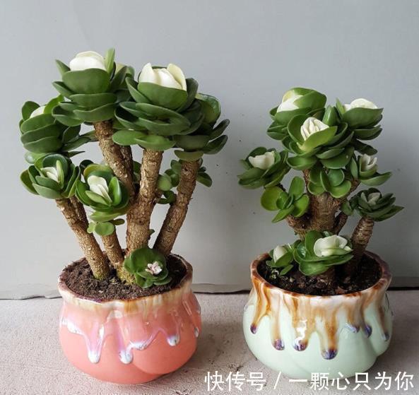 漂亮|6种自己带“钱”的漂亮花,皮实好养招财吉祥,摆在家里上档次