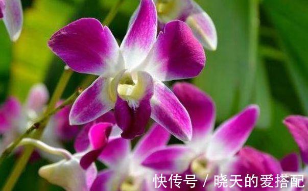 超美|从8月16日开始,家养此款花卉,花朵清新优雅,花超美