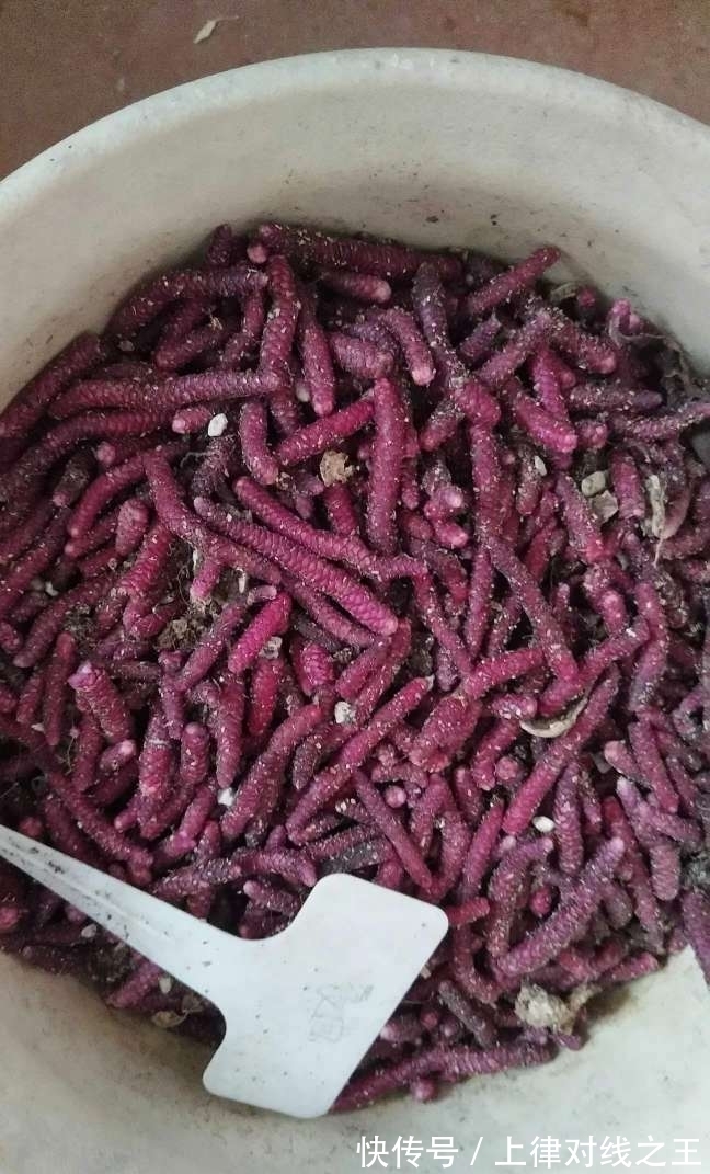 长筒花是“室内花量王者”,没光也能开爆盆,阳台党福音