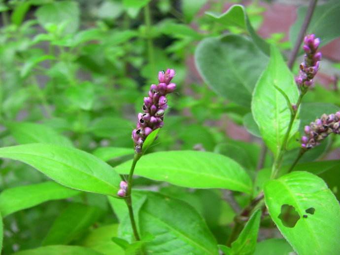 青柿靠近辣蓼草很快熟透，扔水里还能引鱼，农村爱拿来喂猪！