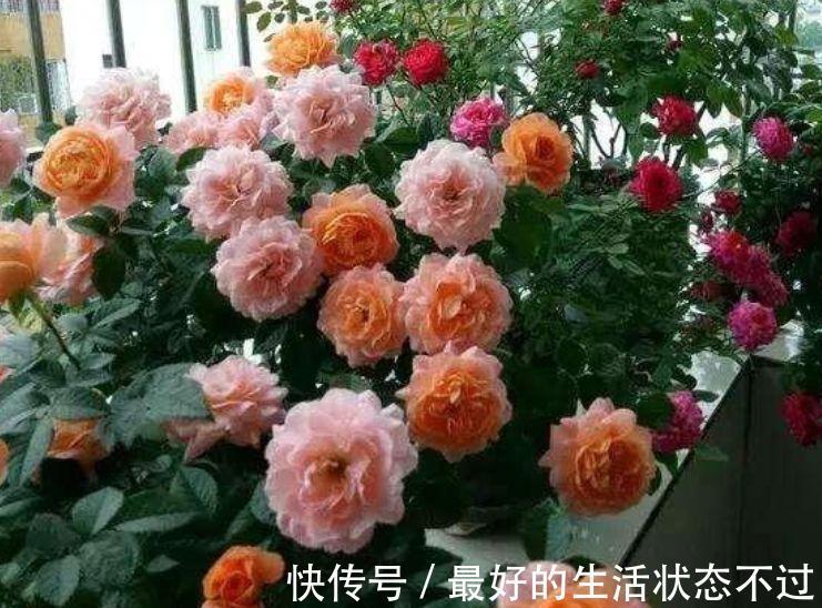 家养此款花卉，开花勤爱爆盆，直接变成小花园，花朵硕大，花期长