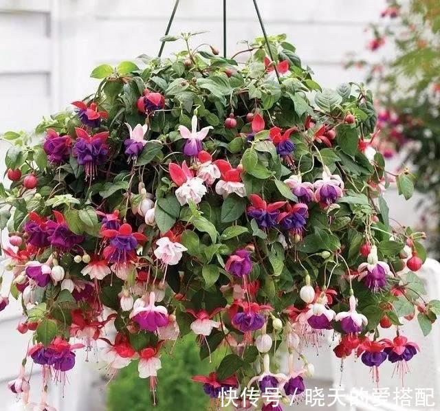 空凤|漂亮养眼的8种吊篮植物,绿萝,吊兰都弱爆了