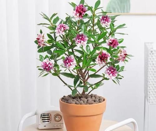 花香|年底什么要养金边瑞香?3个理由,或许能够说服你