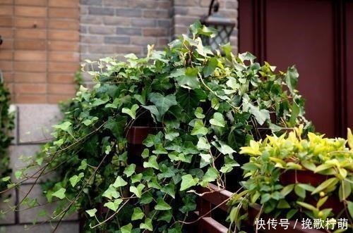 冬天啥花都可以不养，唯独这5种，养一盆在家，对身体有好处，值！