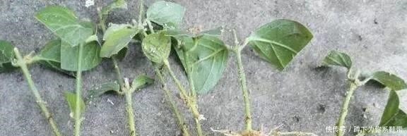 这3种花,再“便宜”都不要买了,只要一根“枝”,1盆变10盆!