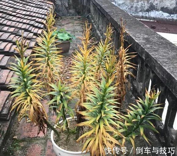 8种花,开完花别急着丢,剪一刀还能继续开!