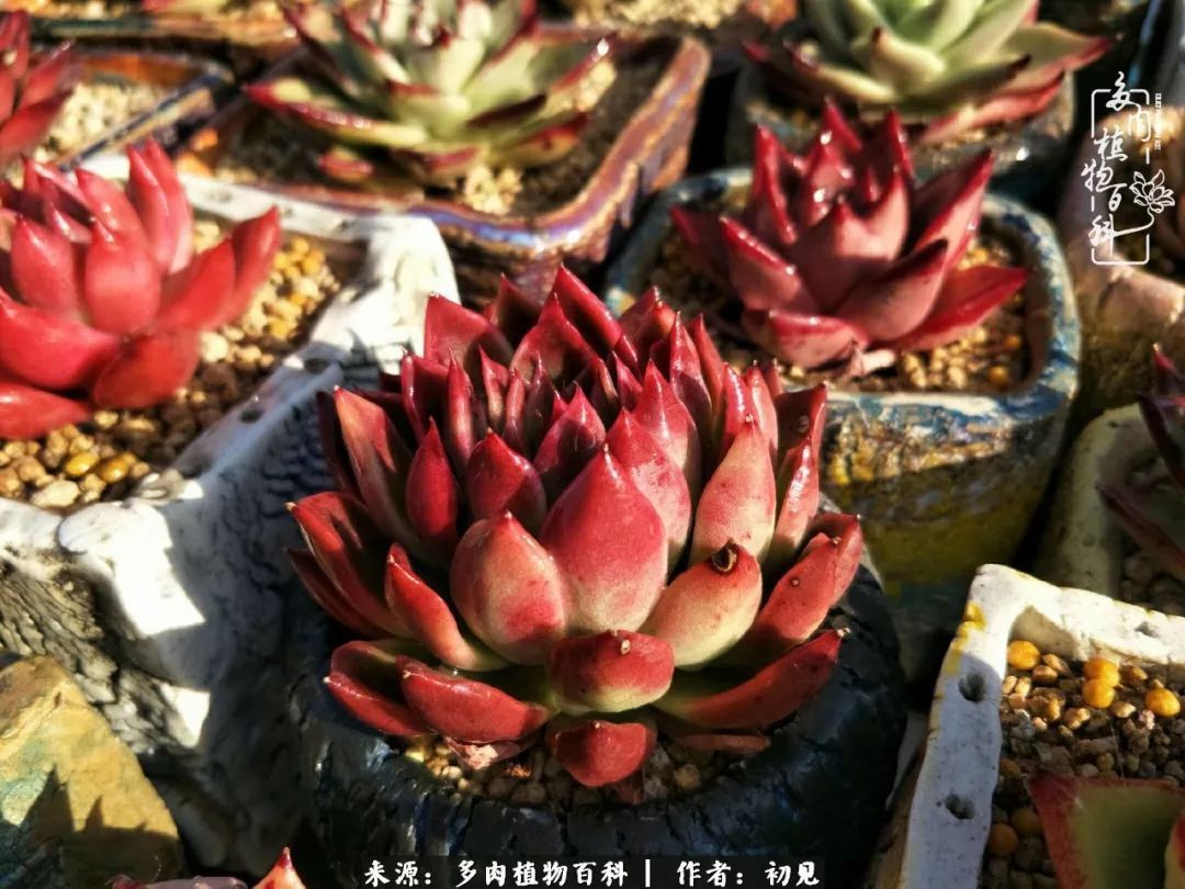 养多肉四周年,从初见到爱恋!幸福一直藏在浅薄的日子里!