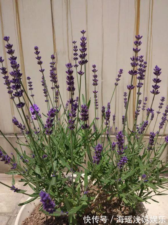 邻居的院子夏日几乎没“蚊虫”，原来是因为养了3种花，我也要养