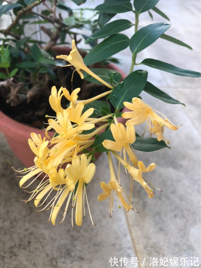 富贵竹|家里有老人，养这6种花定没错，锻炼身体还养身心