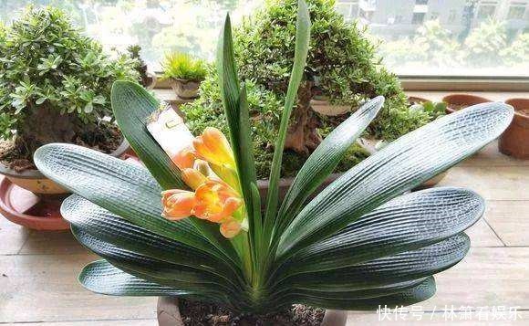 小玩意|想把君子兰养到爆崽很简单,只要加点这小玩意,小崽噗噗往外冒