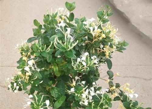 这五种花摆放在家里,娇艳高贵又芬香,净化杀菌还养人