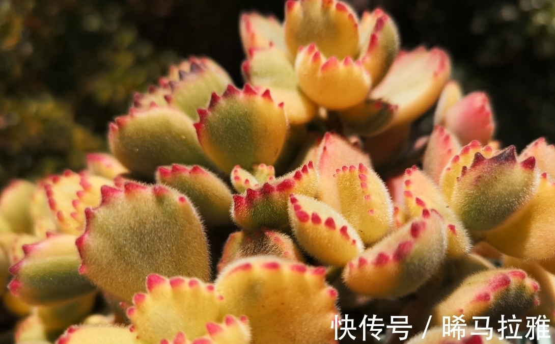 多肉白熊看起来养护难度颇高,但只要掌握方法,新手也可将它养好