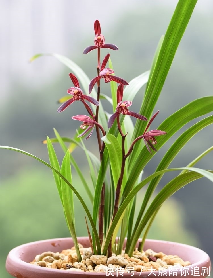 此兰被称为三千年的“美女花”,神秘又高雅,开花奇香,难得一见