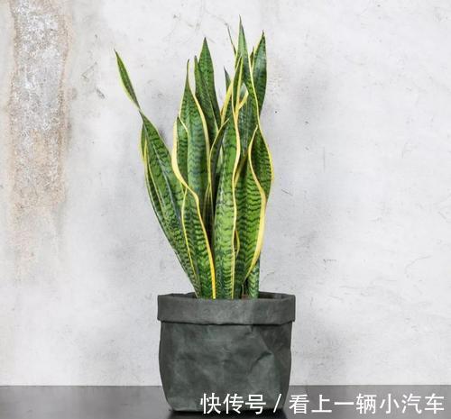 养虎皮兰有个生长开关，做好4点，叶片油绿爆盆