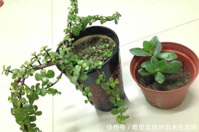 金枝玉叶长的“狂魔乱舞”，剪几刀，秒变“悬崖桩”，烂根也不怕！