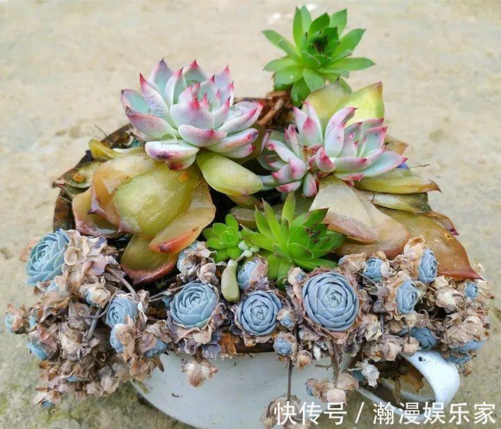 老少皆宜|农村爷爷养多肉，破缸、破鞋里都塞满，照样养的肥嘟嘟！