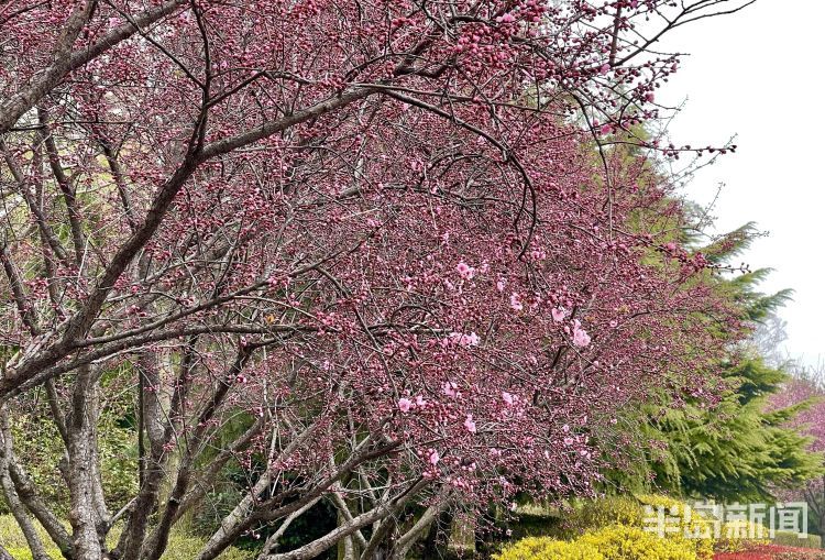 樱花？紫叶李？傻傻分不清楚！