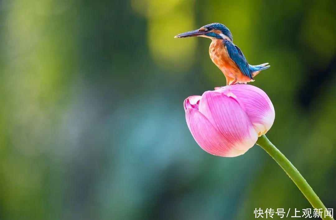 浮生六记|绿容专家聊节气丨小暑，好一朵美丽的茉莉花