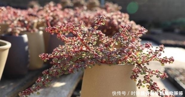 叶子|新手多肉党的福音:露镜,买回家这么养,叶子如水晶般剔透