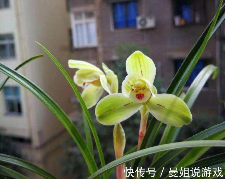 腐熟锯末养兰是个宝，该如何腐熟，怎样使用