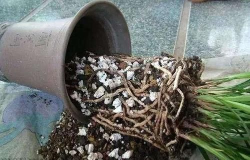 兰花休眠期能施肥吗？