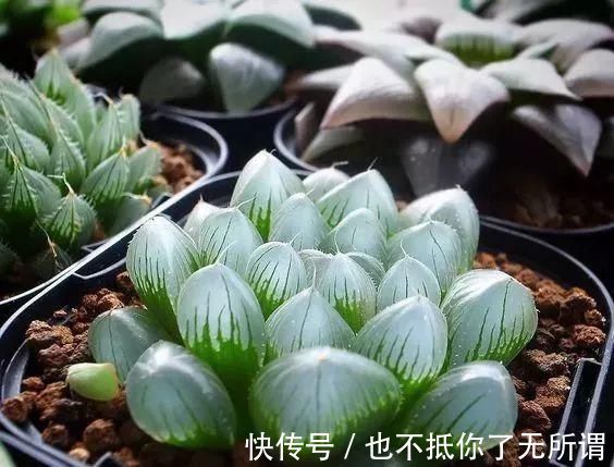 龟甲牡丹|世界上最名贵的花，一盆就是一座房子！