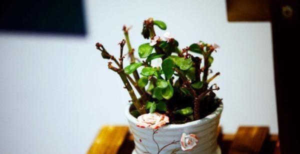 爱养花，先从这4个方面出发，防范盆栽日常患上病虫害吧