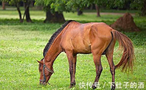 攻略|8月属龙、属马属牛开运攻略，走出低谷，完美逆袭，事业成功在即