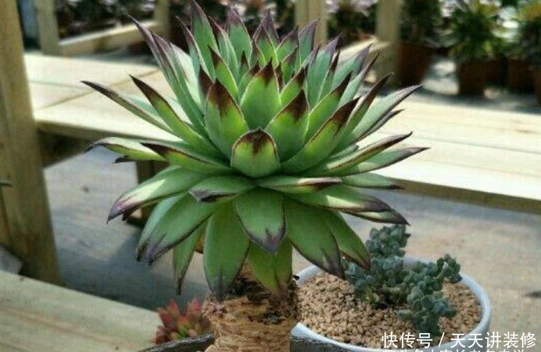 老桩|养多肉我一般不建议施肥，但这种多肉适当地施肥却可以养得更好