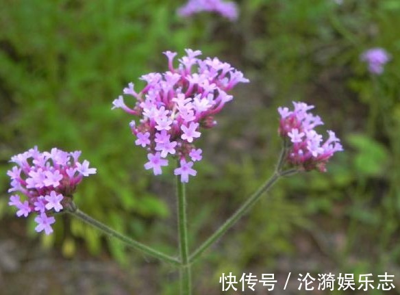 女生|此花可以与薰衣草媲美，但却更好养，不少女生看上一眼便喜欢