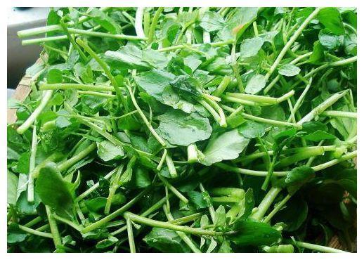 滋补身|女性不想显老,常吃四种食物,营养丰富,滋补身体,改善睡眠