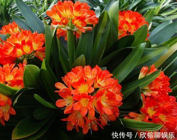 春夏秋冬|春夏秋冬,君子兰施肥要“恰到好处”,叶片肥绿,开花多不夹箭