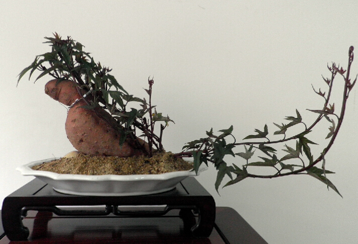 生芽的土豆，不是“废物”，丢在花盆，长出一盆”富贵竹“还能吃