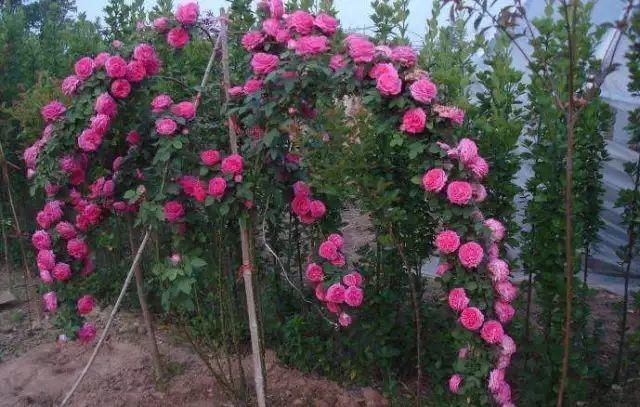 这几种花，种对了是花墙, 种错了只是篱笆