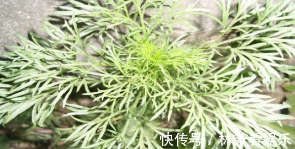 农村地区|农村野菜少有人见，采摘来喂猪，能去暑解毒，吃过的都爱吃