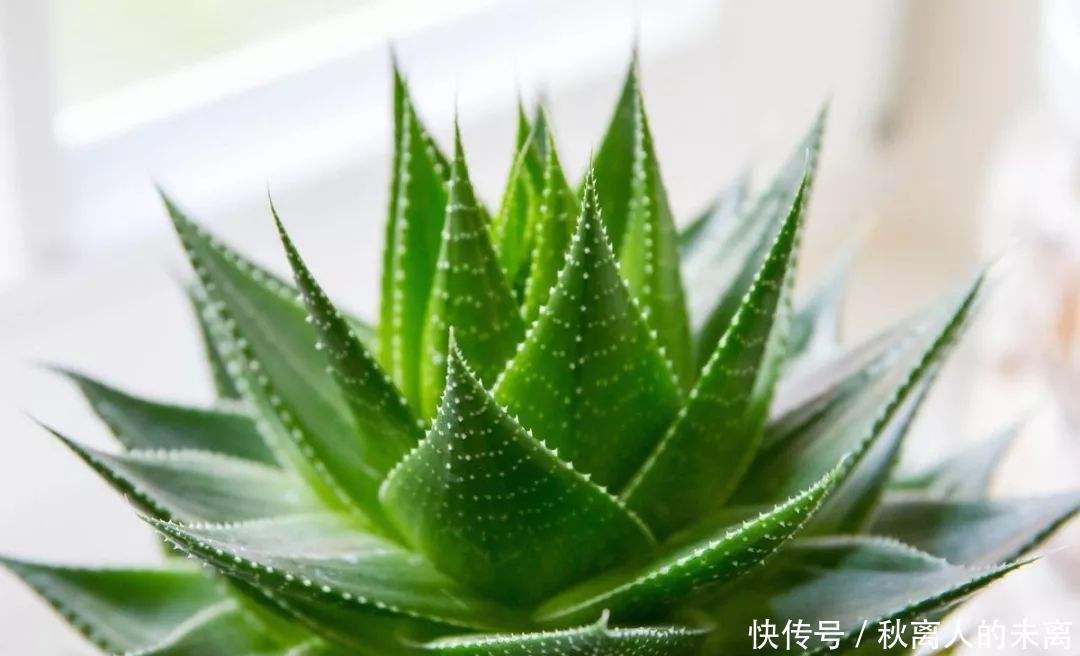 这6种植株,不浇水反而爆盆,新手赶紧养起来吧