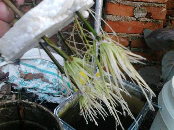 自制|扦插栀子、茉莉,使用垃圾自制“生根器”,7天冒白根,忒好养