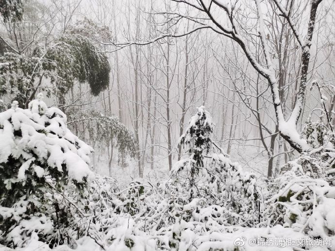 森林|湖南多地迎来2020年下半年来首场降雪 ·雪中的神秘森林