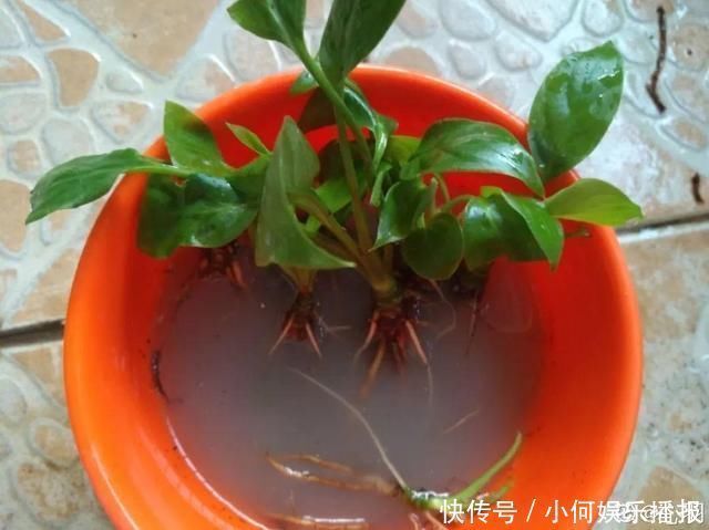 桂花|公认难养的20种花，养一盆死一盆，下次还敢买