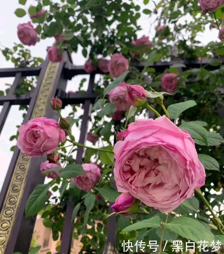 养护|有院子一定要养的“3种花”,花多花大又好看好养,美成一幅画