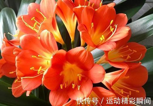 开花|君子兰多年不开花，可能是缺了这种肥