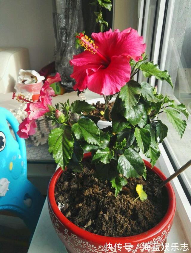 四季|别再养绿萝多肉了,这种盆栽,四季开花,漂亮喜庆,还非常好养