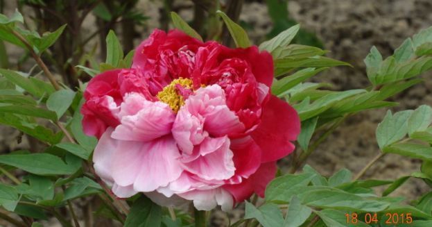 喜欢|喜欢菊花,不如养盆优良牡丹“二乔”,绝色双乔,真美!