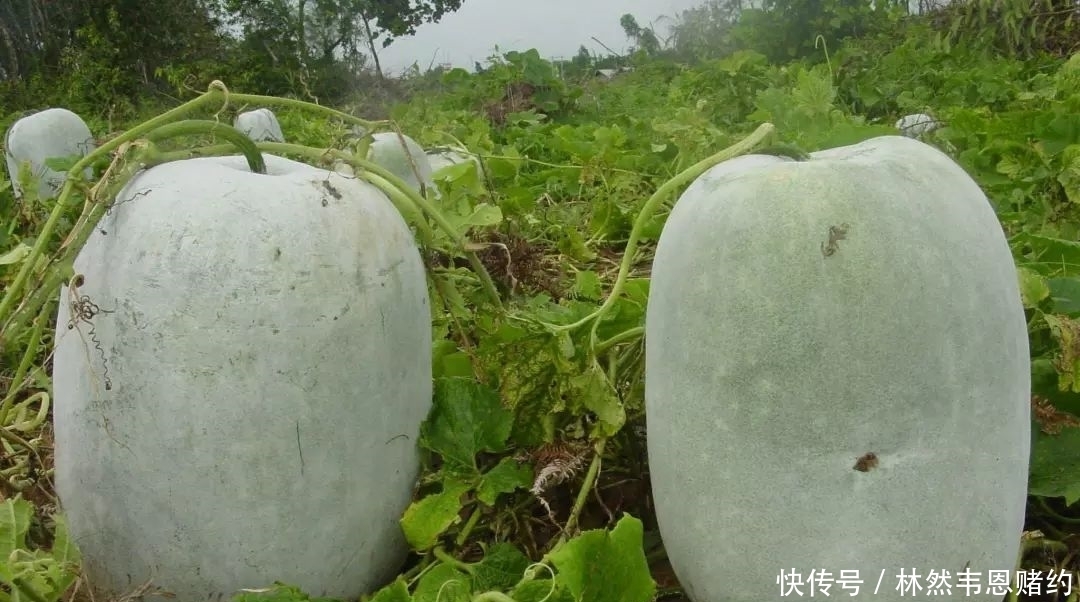 祛湿效果是薏米的一百倍，每天喝一杯，横扫体内十年毒