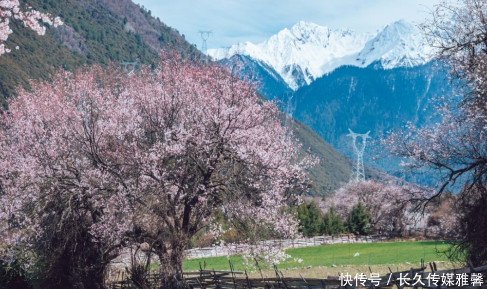 【林芝桃花节·5日旅拍】行摄中国最美的春天