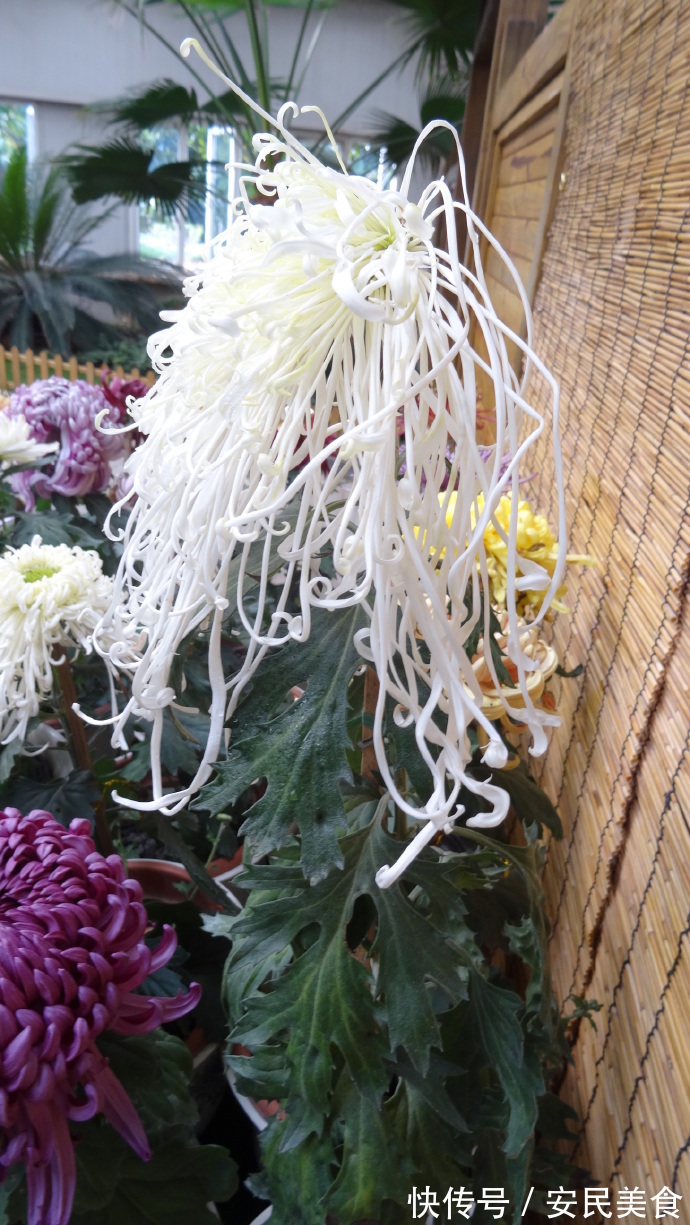 喜欢菊花,就养盆“十大名菊”十丈珠帘,似少女丝发,飘逸灵动!