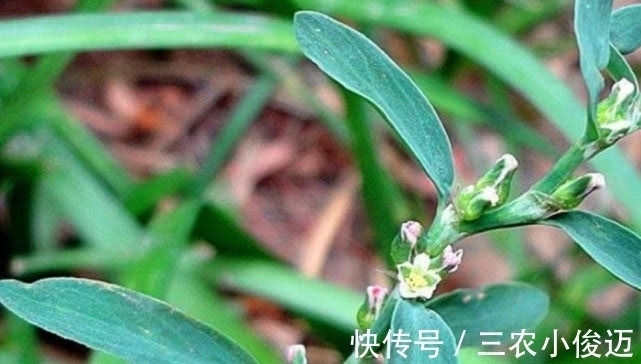 药材|农村一种常见植物,现在嫩叶能食用,根部还能当药材,价值珍贵