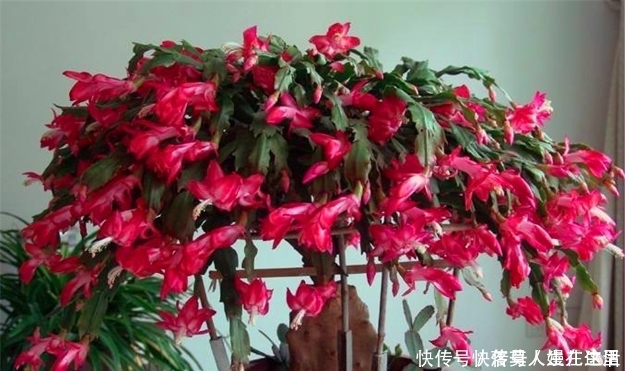 发红|夏天蟹爪兰叶子发红打蔫3个小技巧,叶子翠绿挺拔,秋天开爆盆