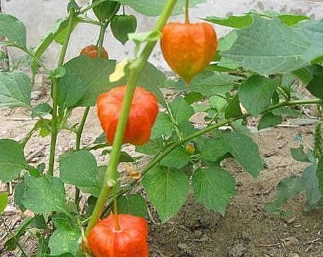 龙葵|小时候常吃却叫不出名字的野果,原来都是价值珍贵的药材,了解下