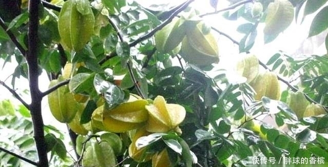水果|南方独有的水果,烂在枝头给鸟吃,在北方却卖到十元一斤